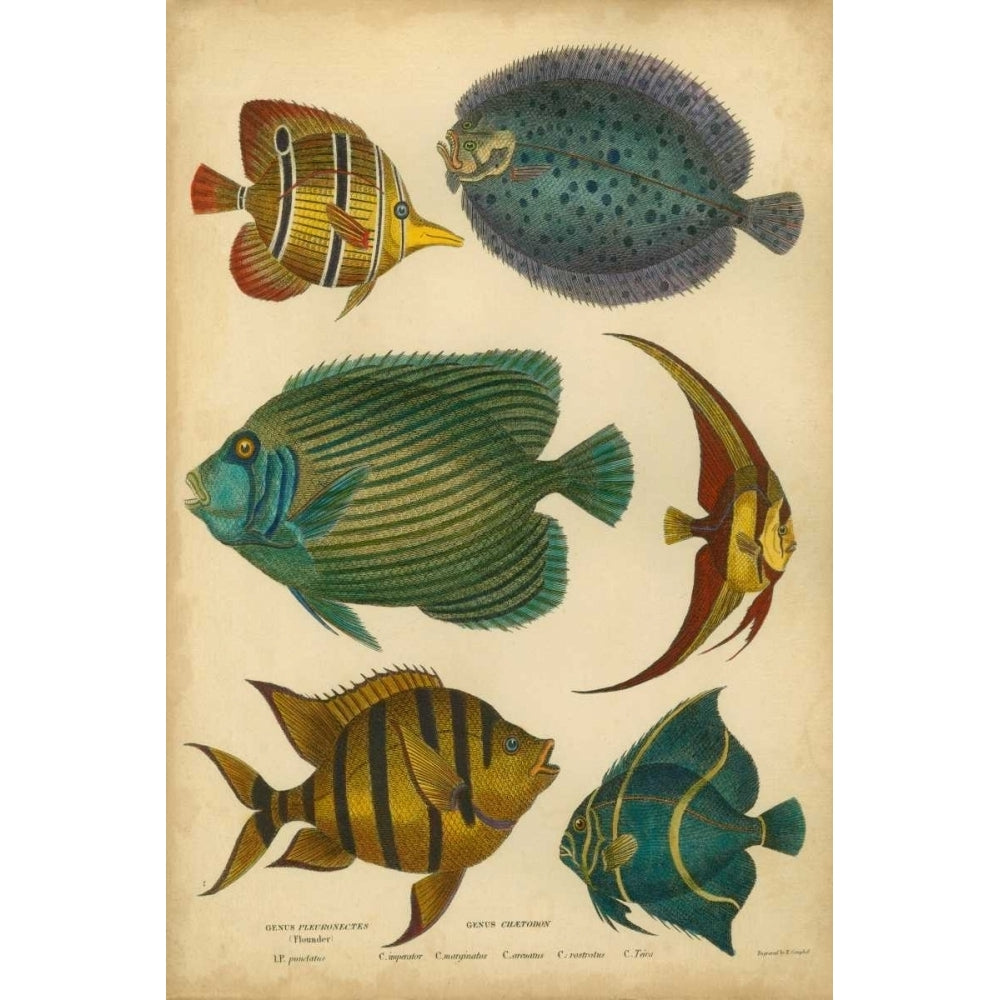 Goldsmiths Spinous Fishes Poster Print - Goldsmith-VARPDX13792GG Image 1