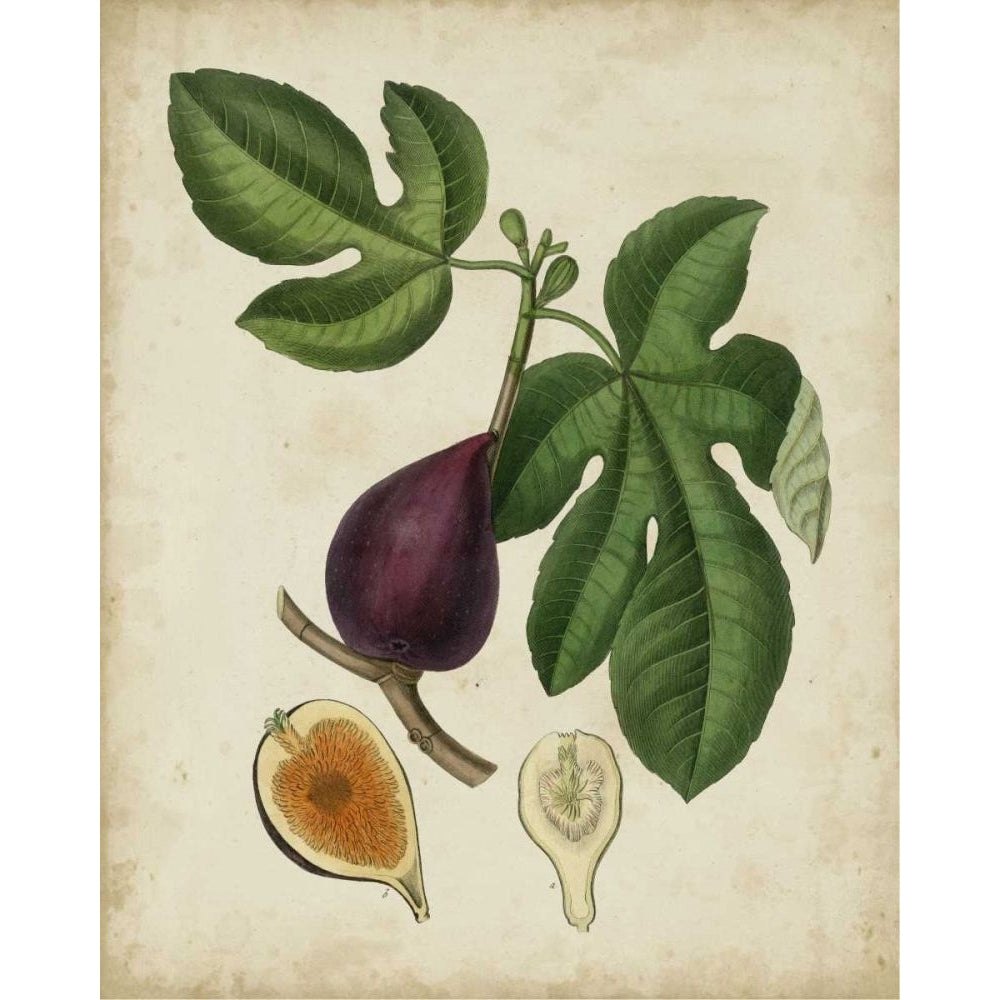 Non-Embellished Antique Fig Tree Poster Print - Weddell-VARPDX13793GG Image 1