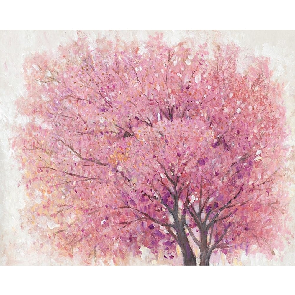 Pink Cherry Blossom Tree II Poster Print - Tim OToole-VARPDX138231Z Image 1