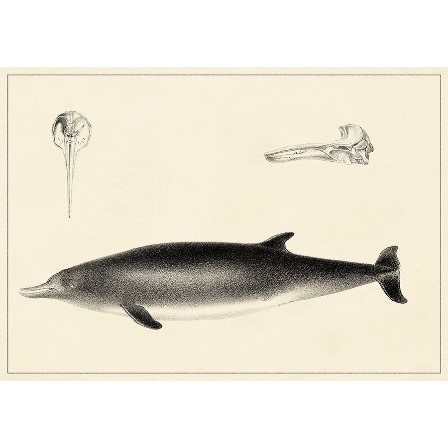 Antique Dolphin Study I Poster Print - Unknown-VARPDX138403Z Image 1