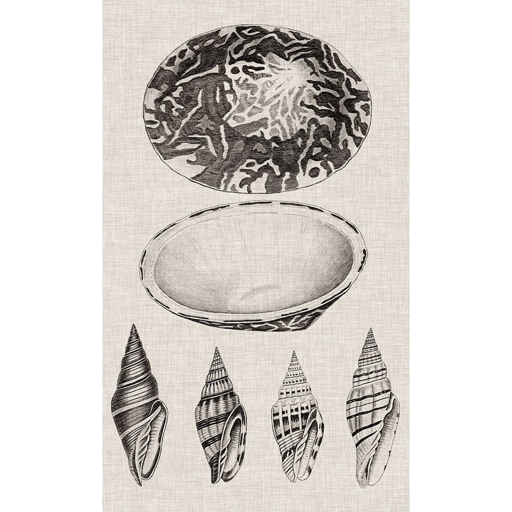 Charcoal and Linen Shells III Poster Print - Studio Vision-VARPDX138409Z Image 1