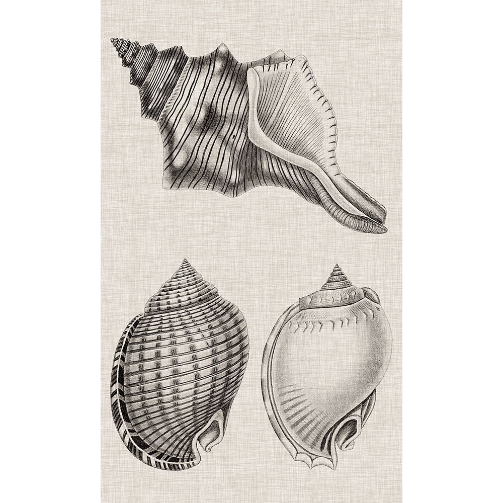 Charcoal and Linen Shells V Poster Print - Studio Vision-VARPDX138411Z Image 1