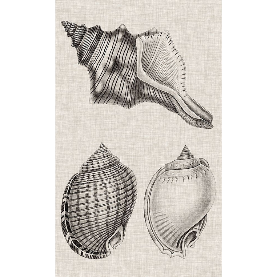 Charcoal and Linen Shells V Poster Print - Studio Vision-VARPDX138411Z Image 1