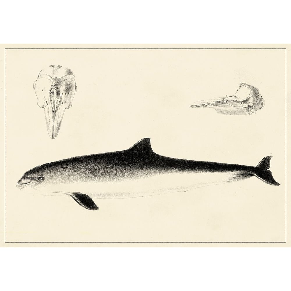 Antique Dolphin Study II Poster Print - Unknown-VARPDX138404Z Image 1