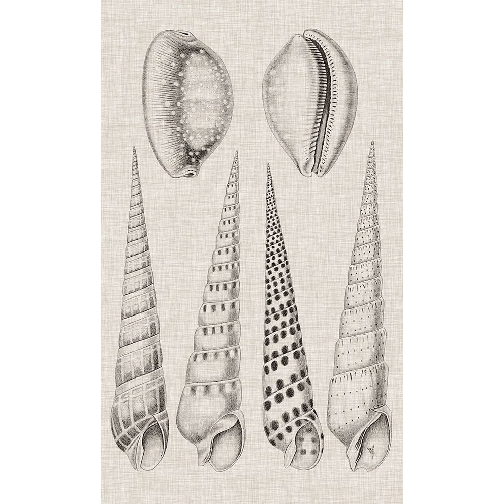 Charcoal and Linen Shells VI Poster Print - Studio Vision-VARPDX138412Z Image 1