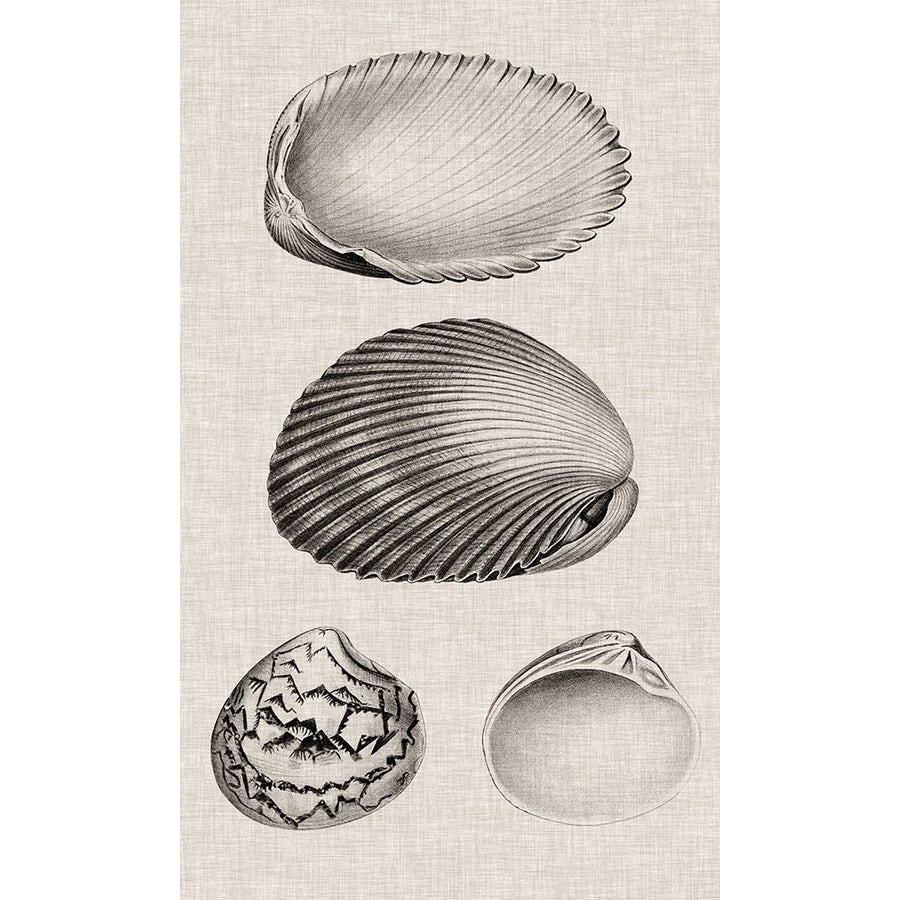 Charcoal and Linen Shells VIII Poster Print - Studio Vision-VARPDX138414Z Image 1