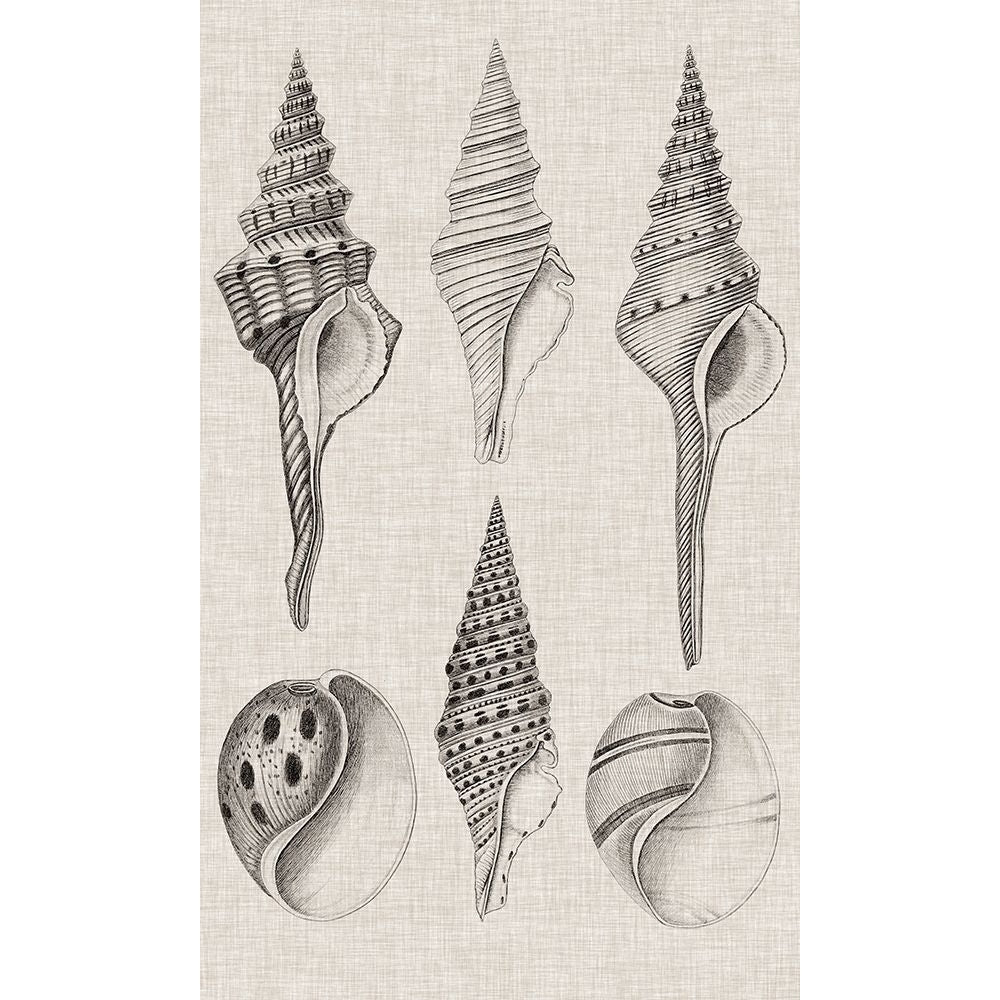 Charcoal and Linen Shells II Poster Print - Studio Vision-VARPDX138408Z Image 1