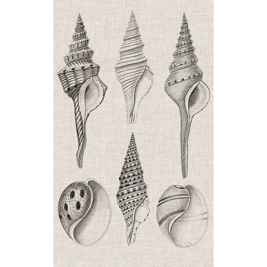 Charcoal and Linen Shells II Poster Print - Studio Vision-VARPDX138408Z Image 1