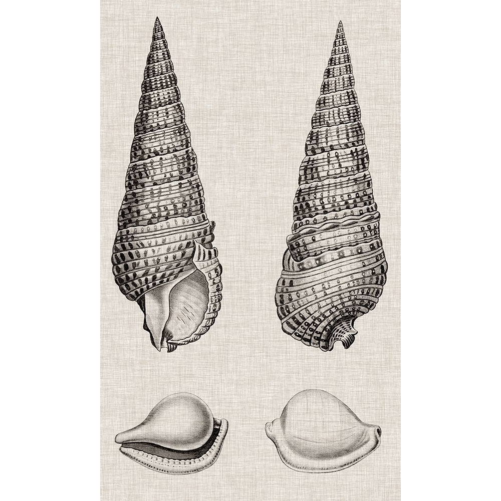 Charcoal and Linen Shells I Poster Print - Studio Vision-VARPDX138407Z Image 1