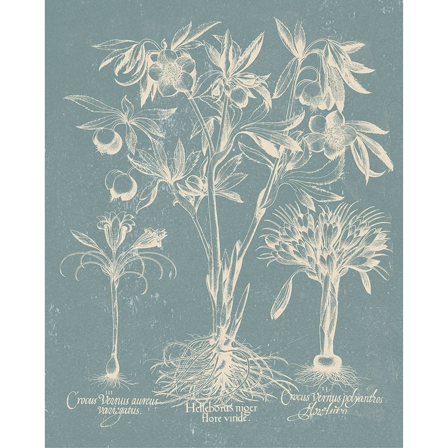 Delicate Besler Botanical II Poster Print - Studio Vision-VARPDX138429Z Image 1