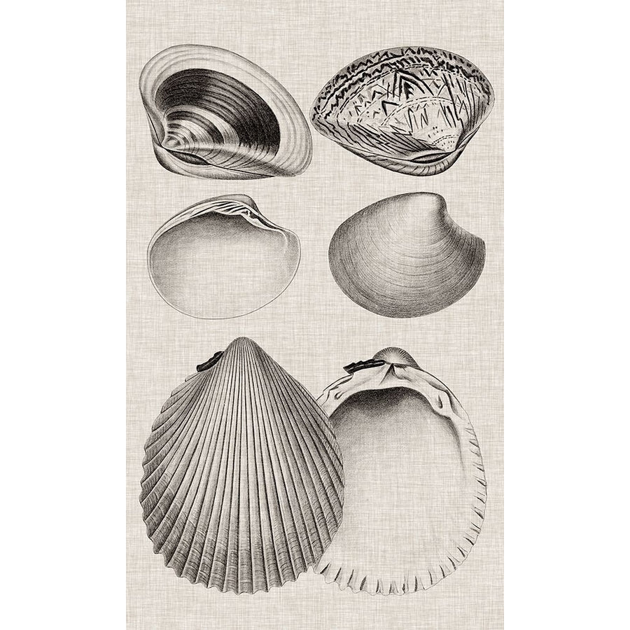 Charcoal and Linen Shells IX Poster Print - Studio Vision-VARPDX138415Z Image 1