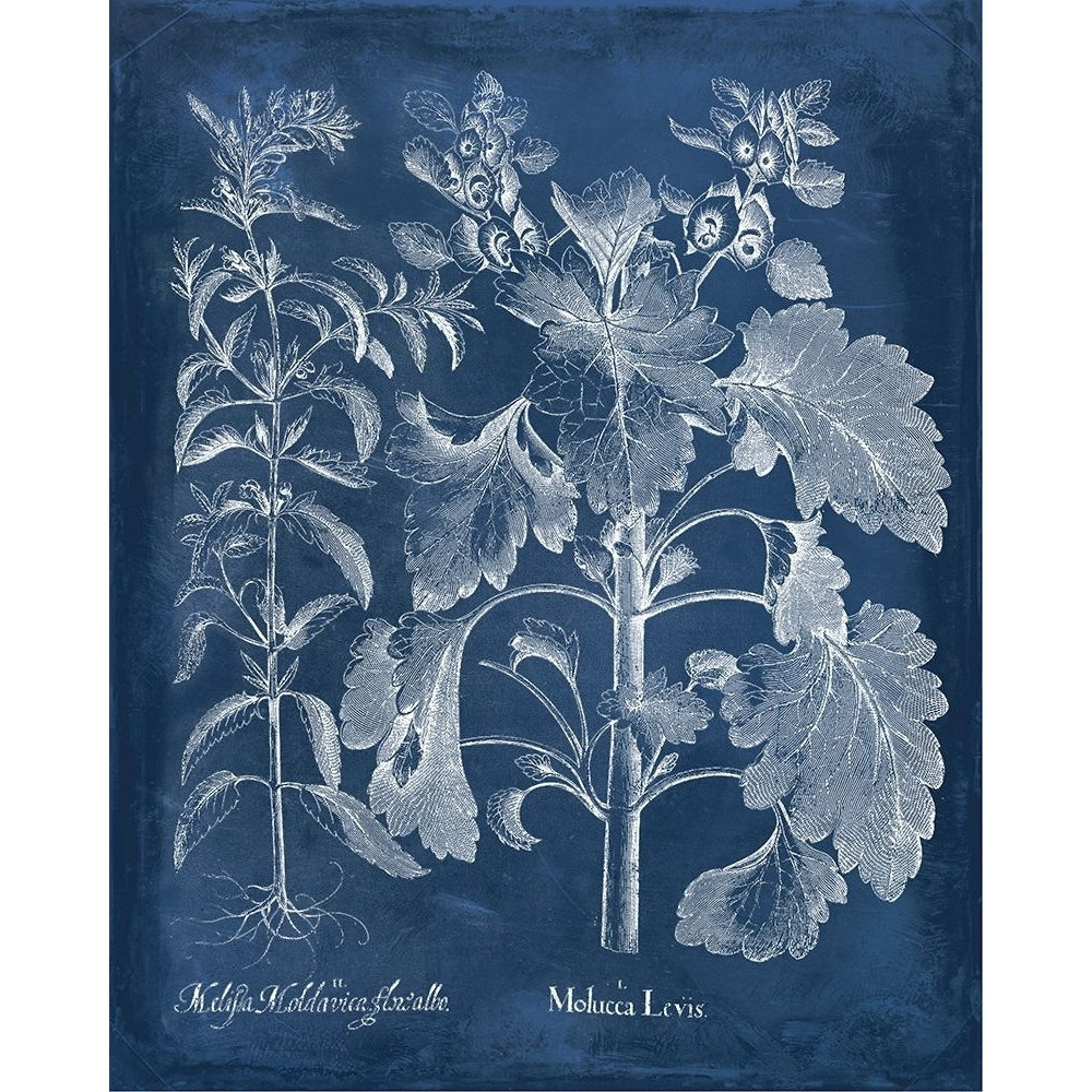 Besler Leaves in Indigo I Poster Print - Studio Vision-VARPDX138426Z Image 1