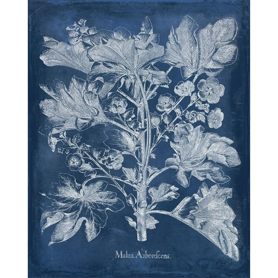 Besler Leaves in Indigo II Poster Print - Studio Vision-VARPDX138427Z Image 1