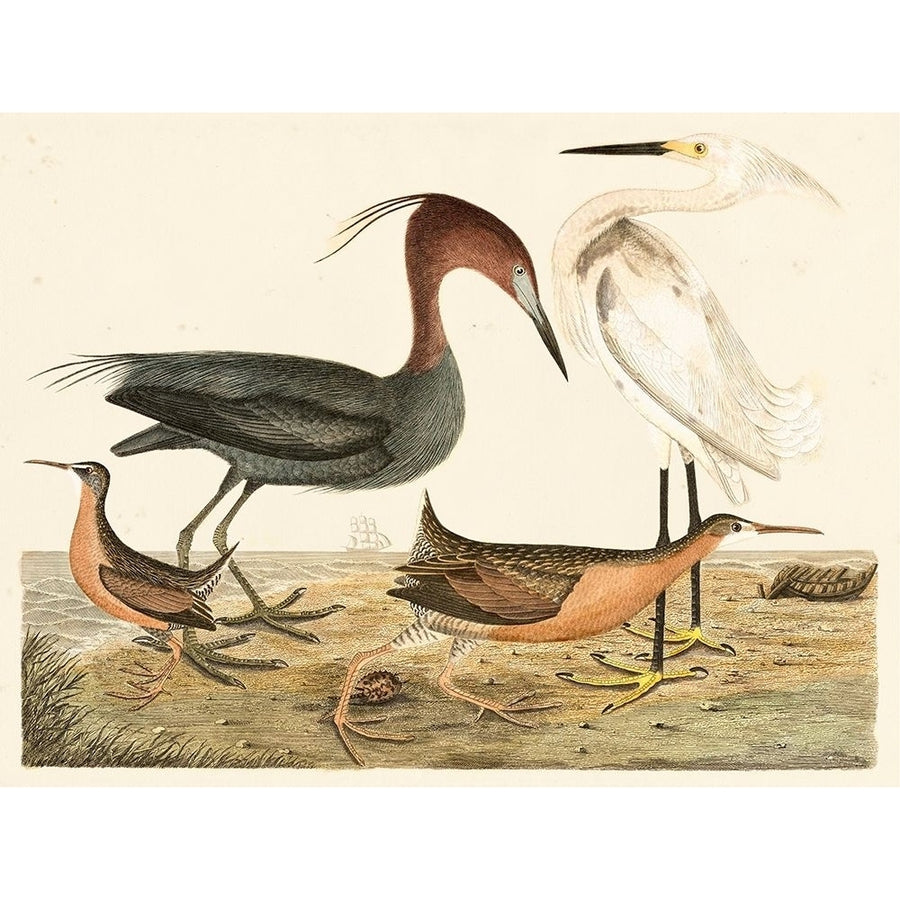 Heron Family IV Poster Print - Alexander Wilson-VARPDX138433Z Image 1