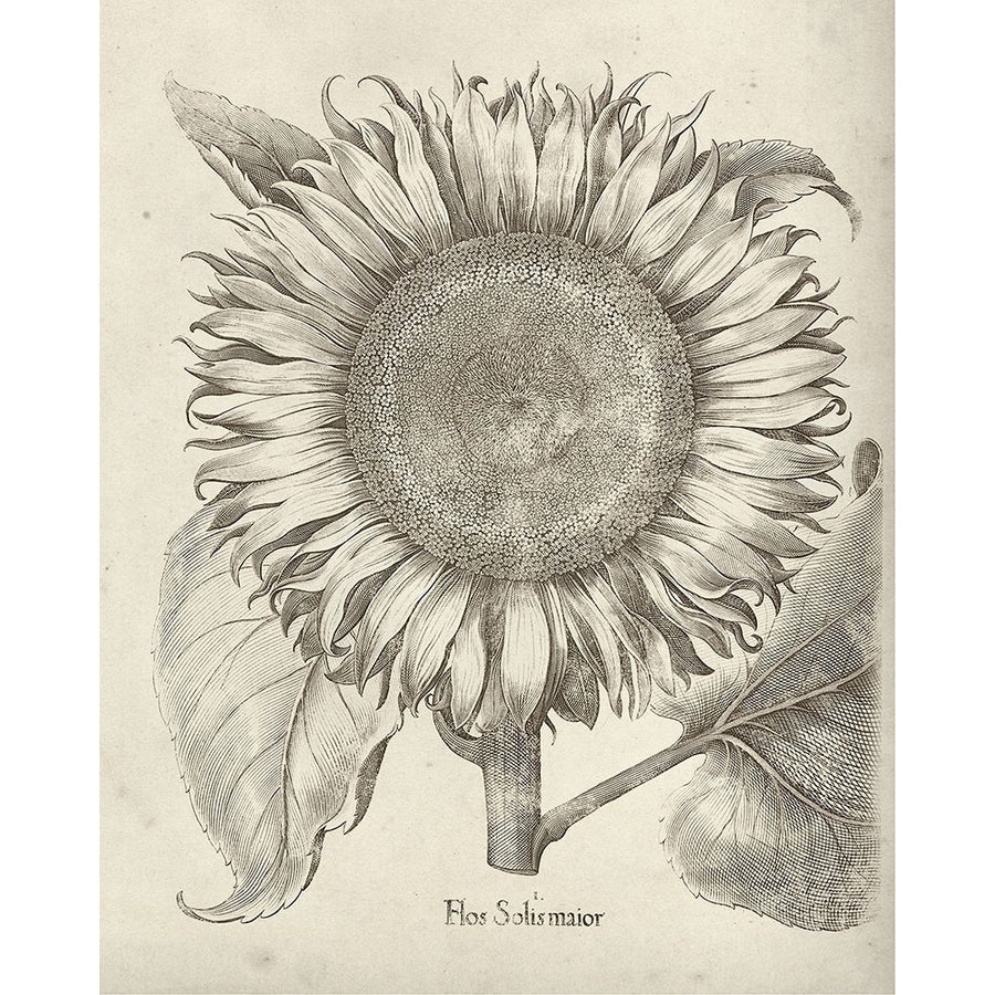 Fresco Sunflower I Poster Print - Studio Vision-VARPDX138457Z Image 1