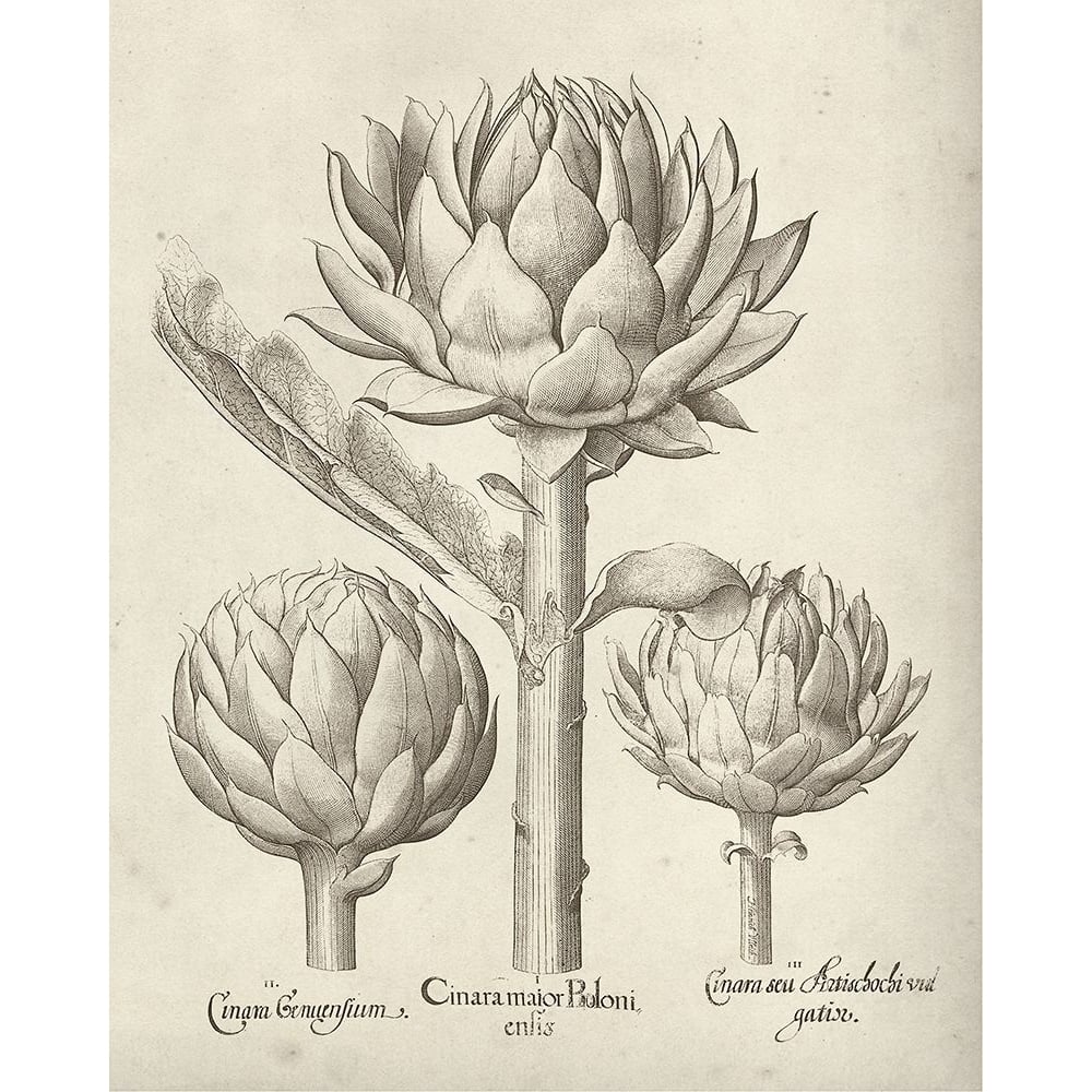 Fresco Artichoke II Poster Print - Studio Vision-VARPDX138460Z Image 1