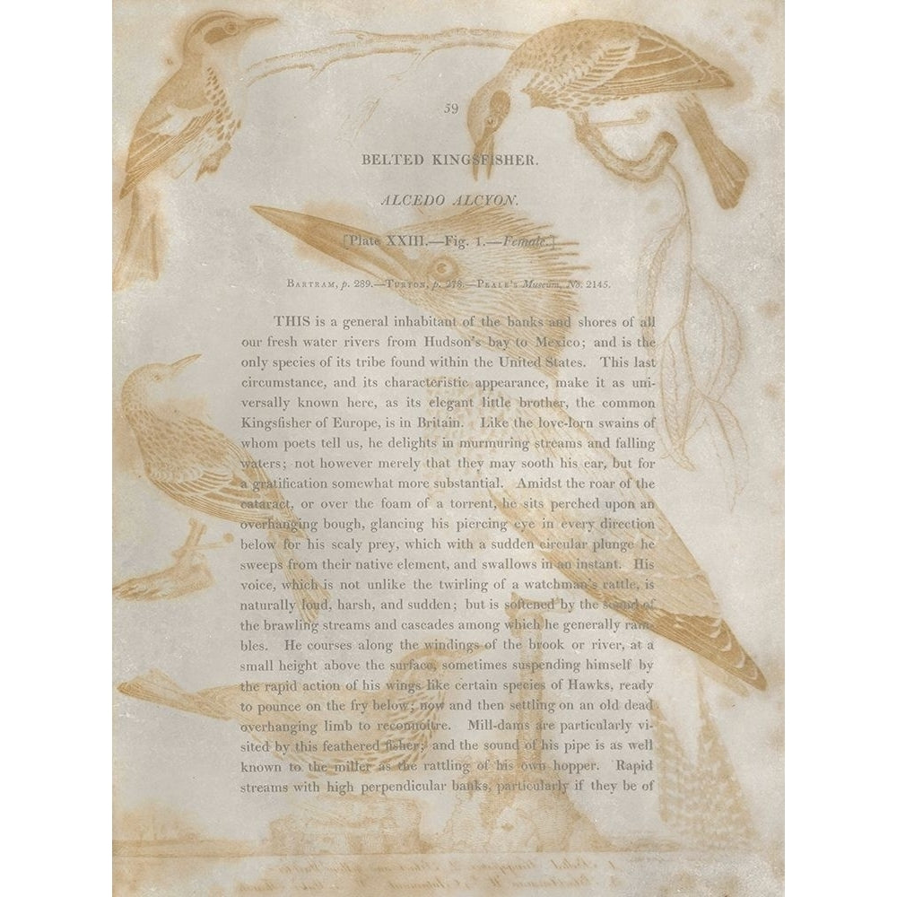 Ornithology Impressions I Poster Print - Alexander Wilson-VARPDX138537Z Image 1