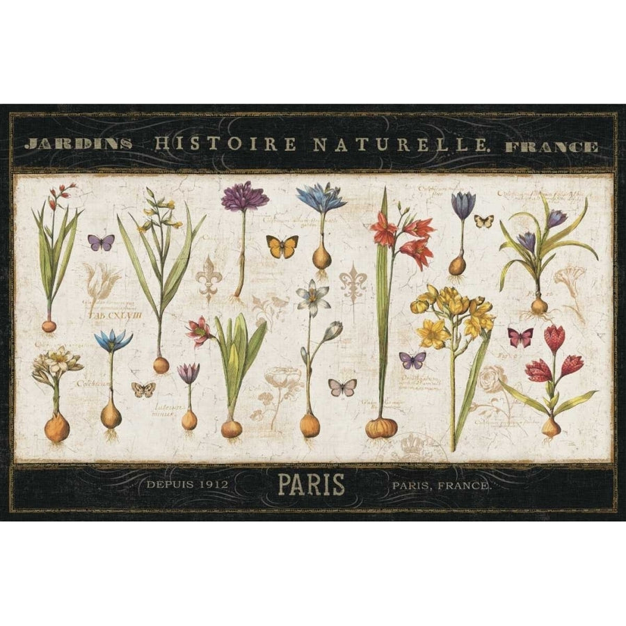 Histoire Naturelle I Poster Print by Pela ERR-VARPDX13859 Image 1