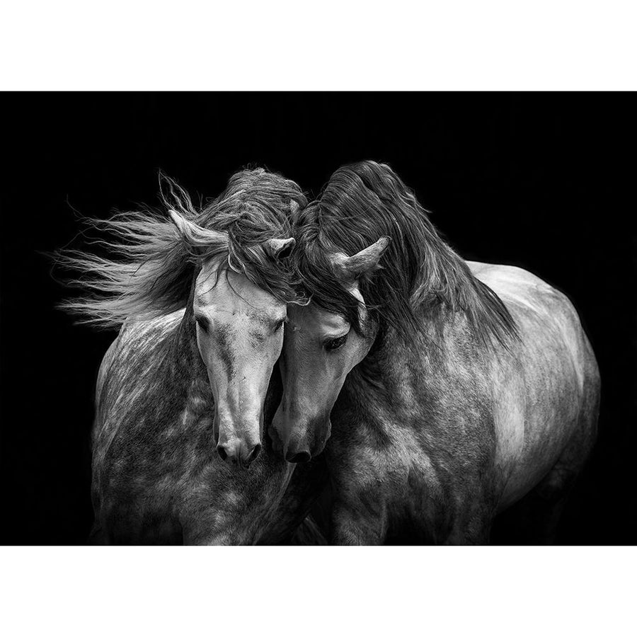 Horses in Love Poster Print - Carol Walker-VARPDX13892J Image 1