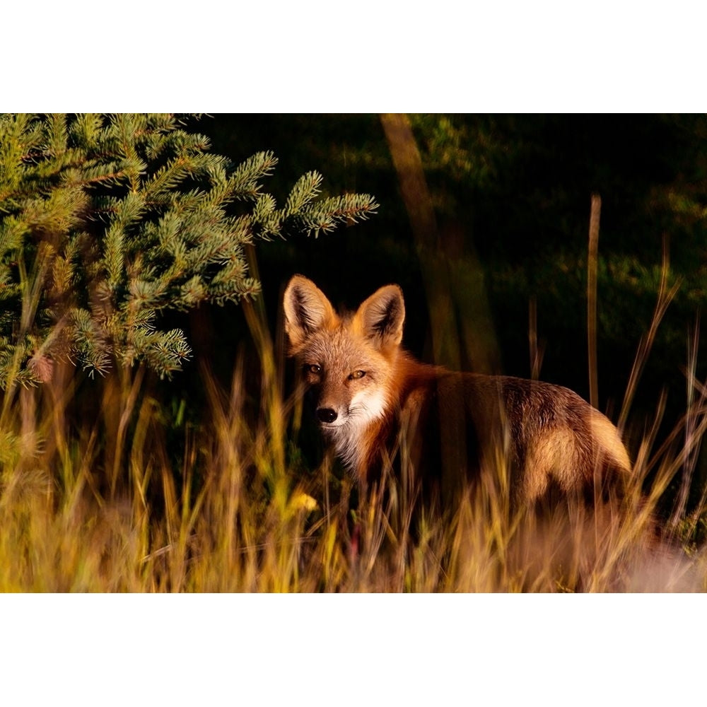 Fox Stare Poster Print by Kathy Mansfield-VARPDX13899 Image 1