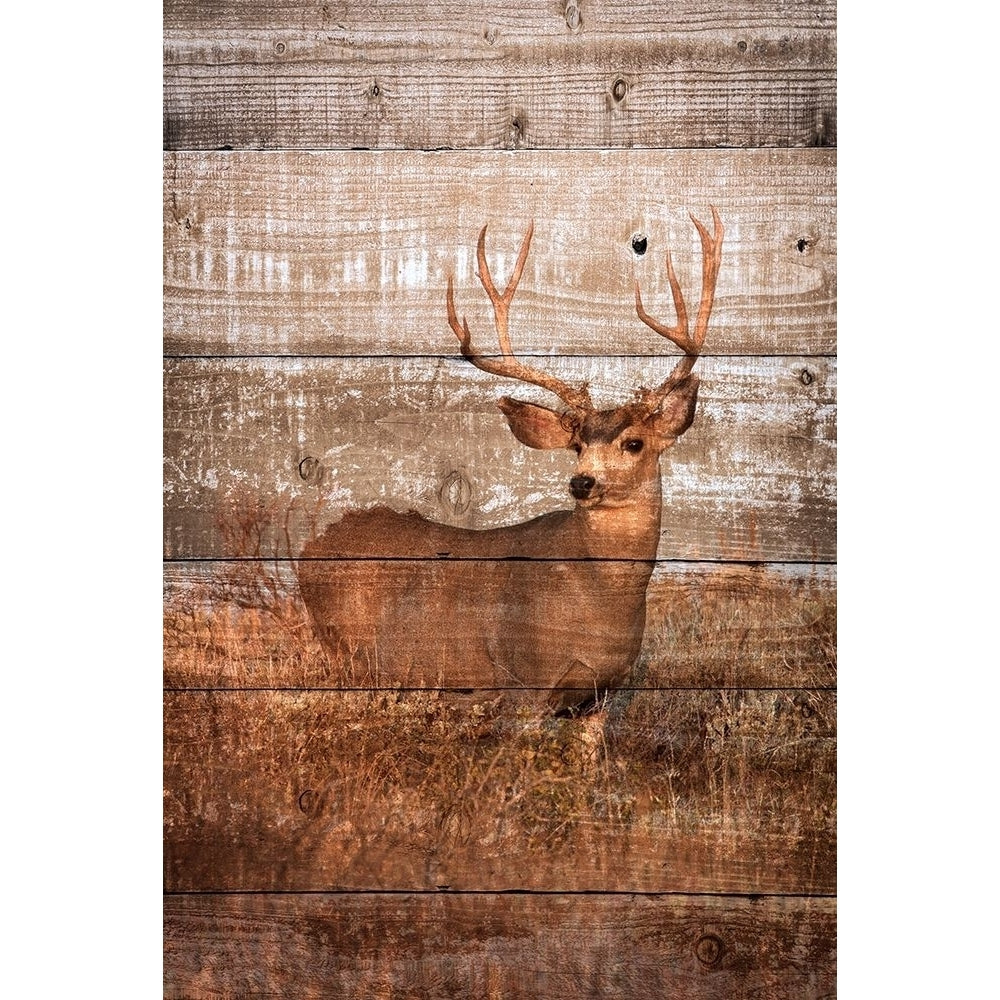 Woodland Deer Poster Print by Kathy Mansfield-VARPDX13899A Image 1