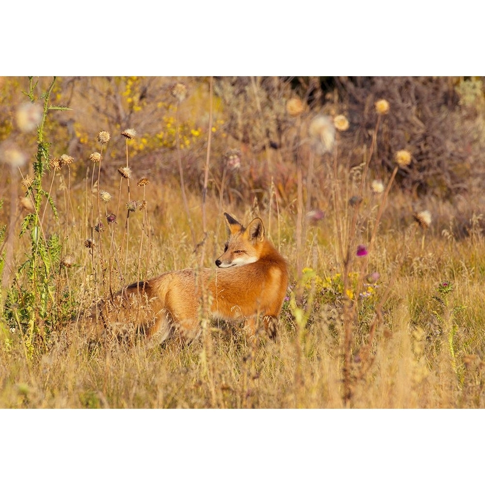 Fox Field II Poster Print - Kathy Mansfield-VARPDX13899H Image 1