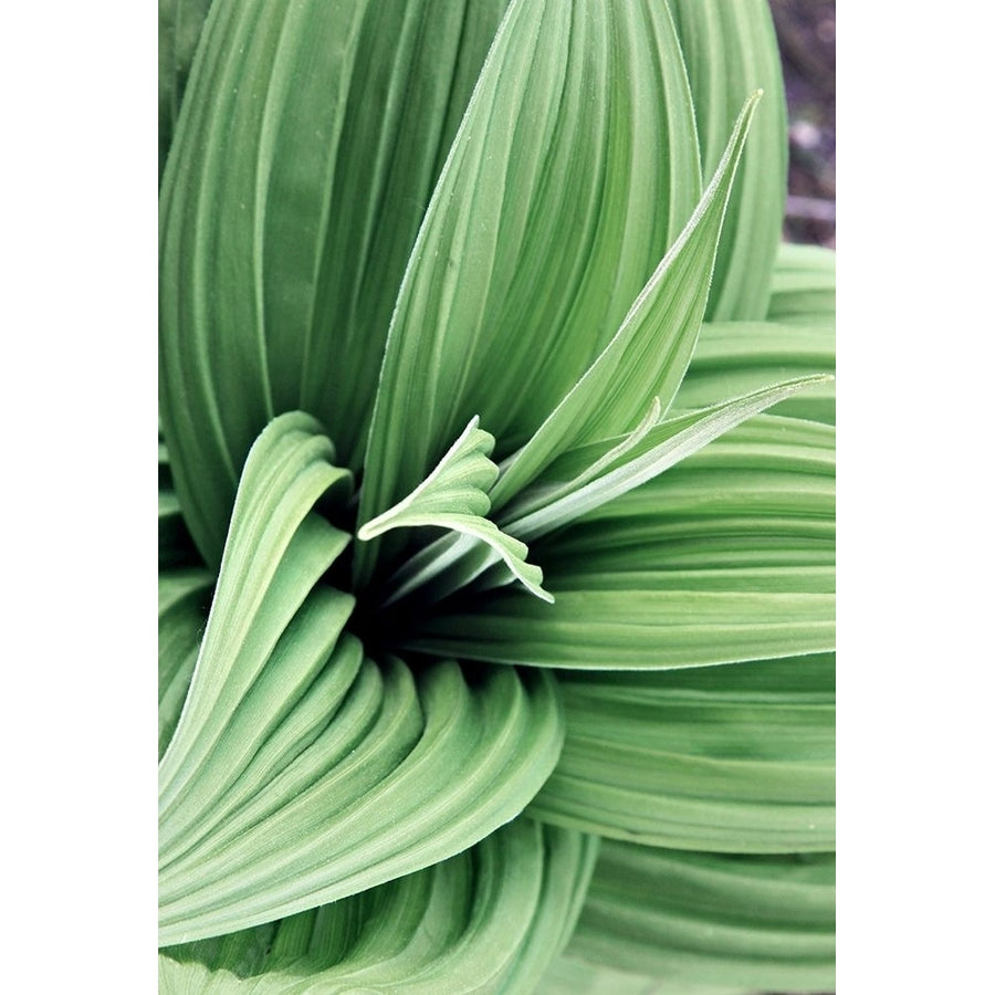 Green Leaf Blooms II Poster Print by Kathy Mansfield-VARPDX13900B Image 1