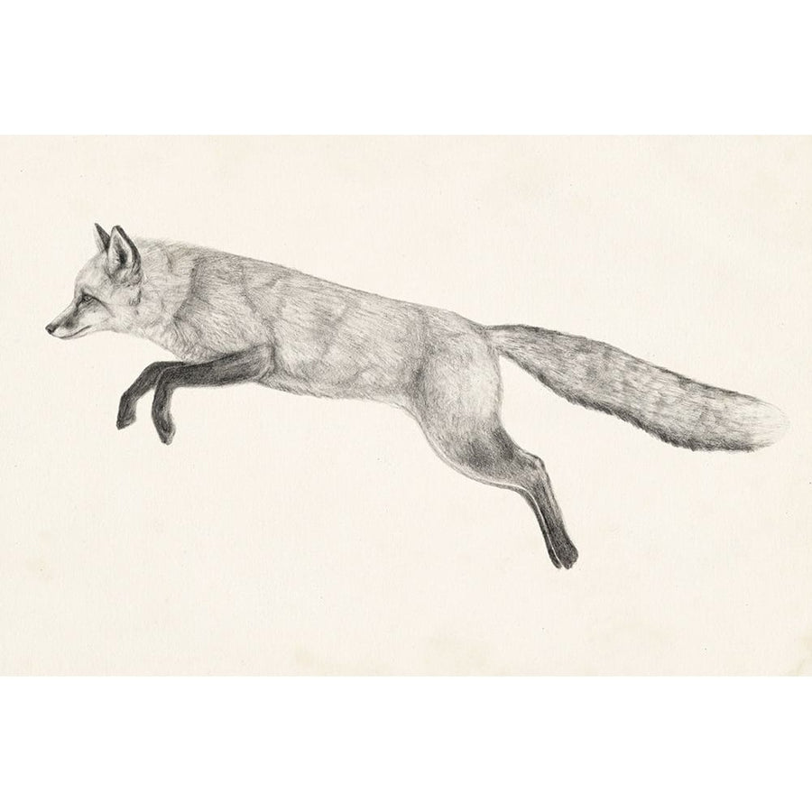 Flying Fox II Poster Print - Victoria Borges-VARPDX139135GG Image 1