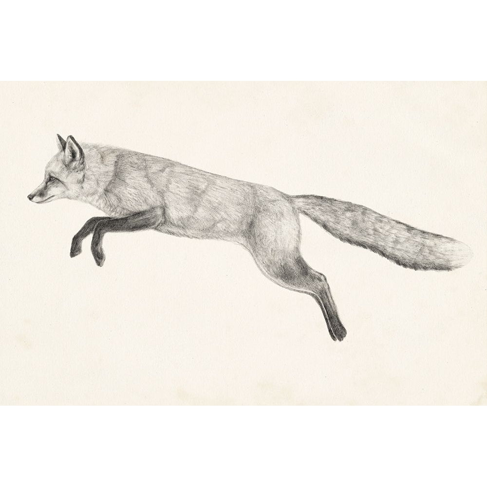 Flying Fox II Poster Print - Victoria Borges-VARPDX139135Z Image 1