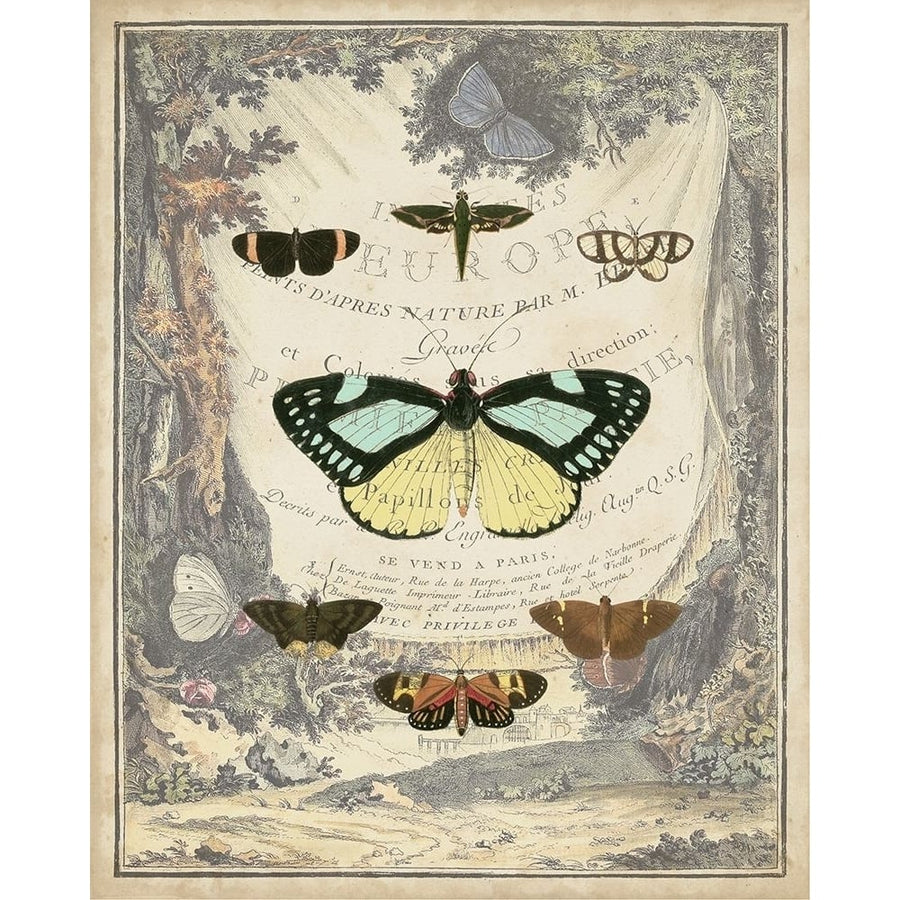 Vintage Butterfly Bookplate Poster Print - Studio Vision-VARPDX139796Z Image 1