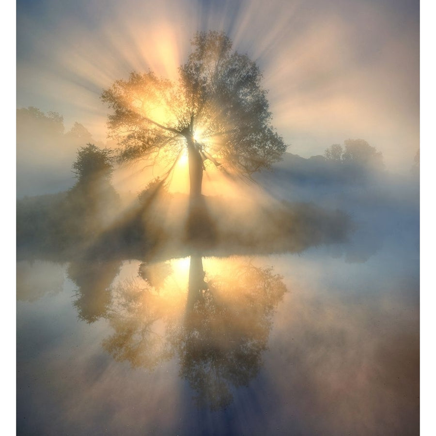 Tree Of Light Poster Print - Keller-VARPDX1398509 Image 1