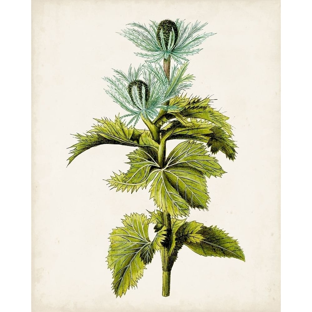 Antique Botanical Study III Poster Print - Unknown-VARPDX140040Z Image 1