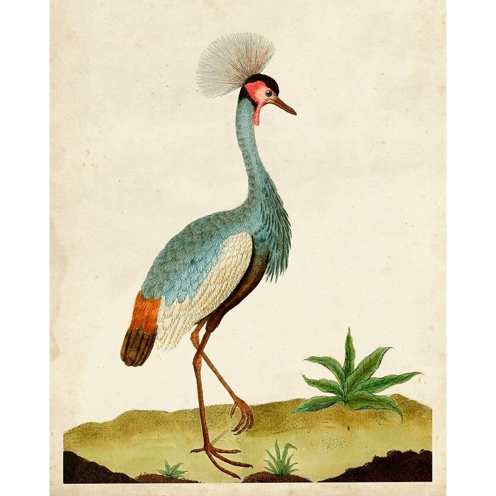 Heron Portrait I Poster Print - Unknown-VARPDX140071Z Image 1