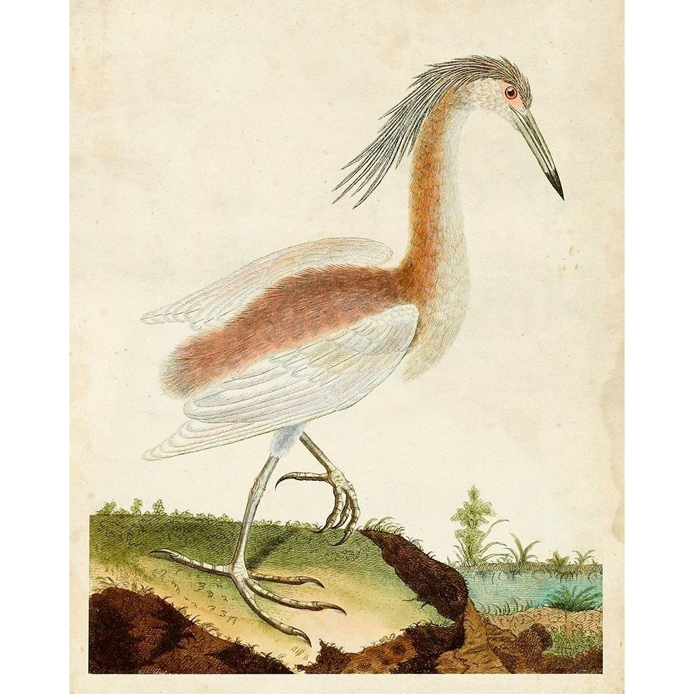 Heron Portrait III Poster Print - Unknown-VARPDX140073Z Image 1