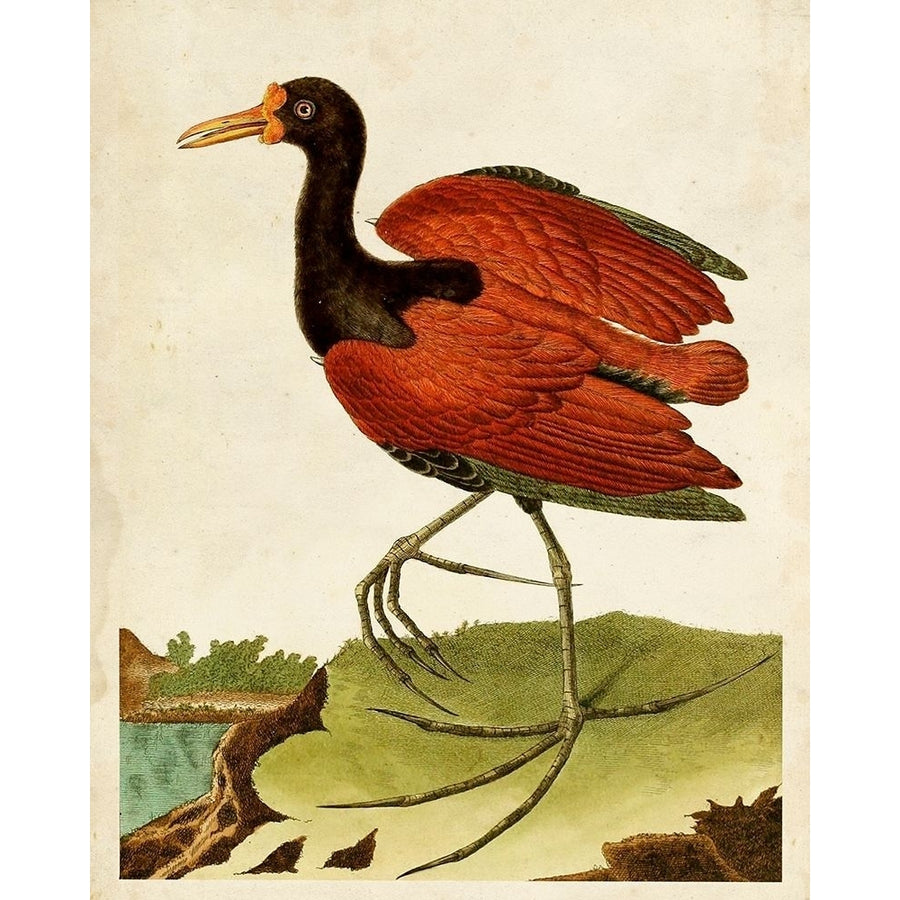 Heron Portrait IV Poster Print - Unknown-VARPDX140074Z Image 1