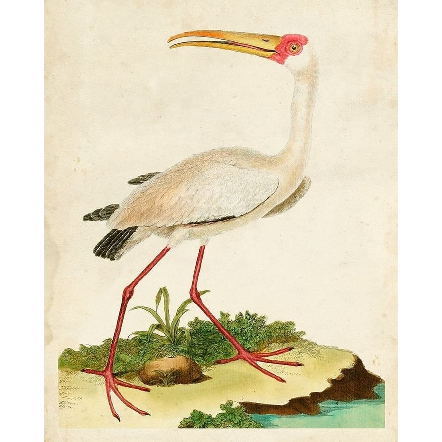 Heron Portrait VII Poster Print - Unknown-VARPDX140077Z Image 1