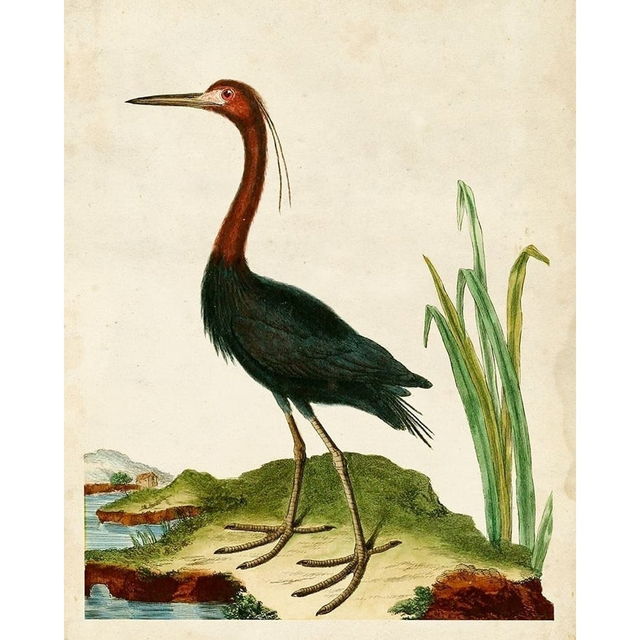 Heron Portrait VI Poster Print - Unknown-VARPDX140076Z Image 1