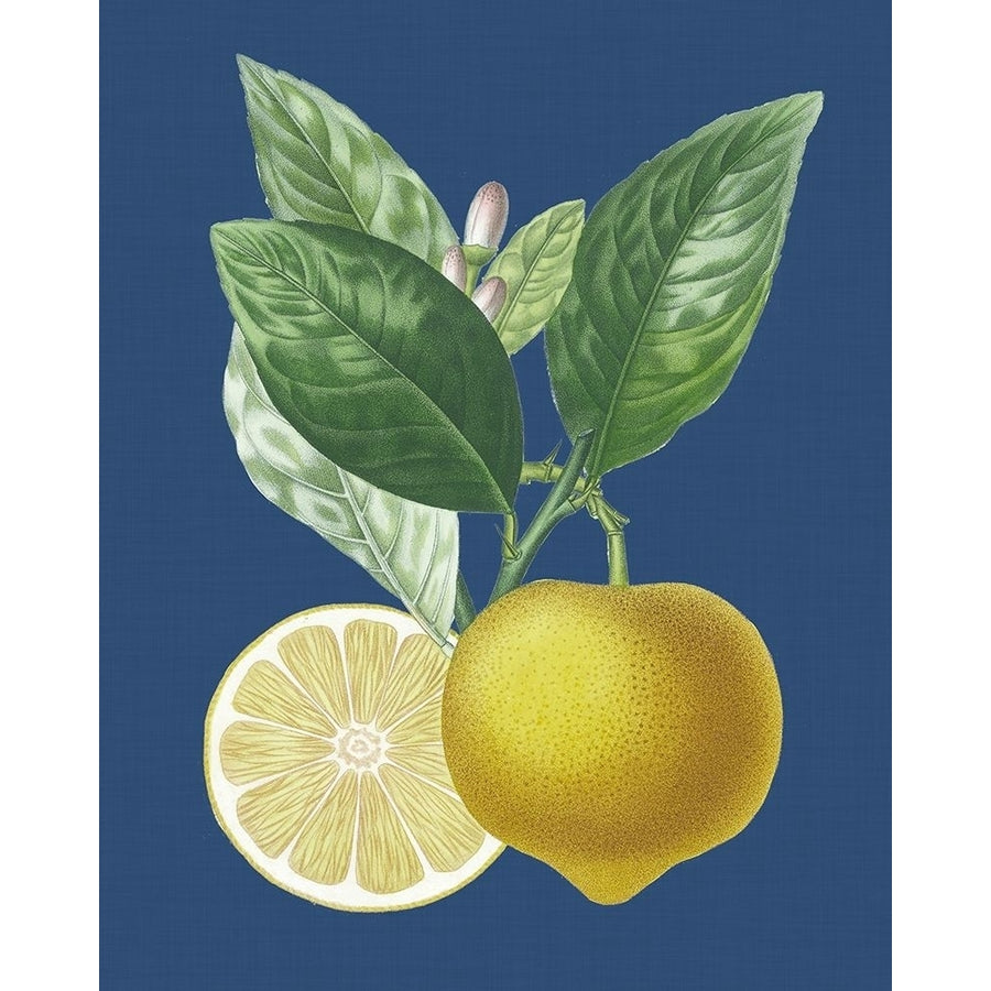 French Lemon on Navy II Poster Print - A. Risso-VARPDX140445Z Image 1