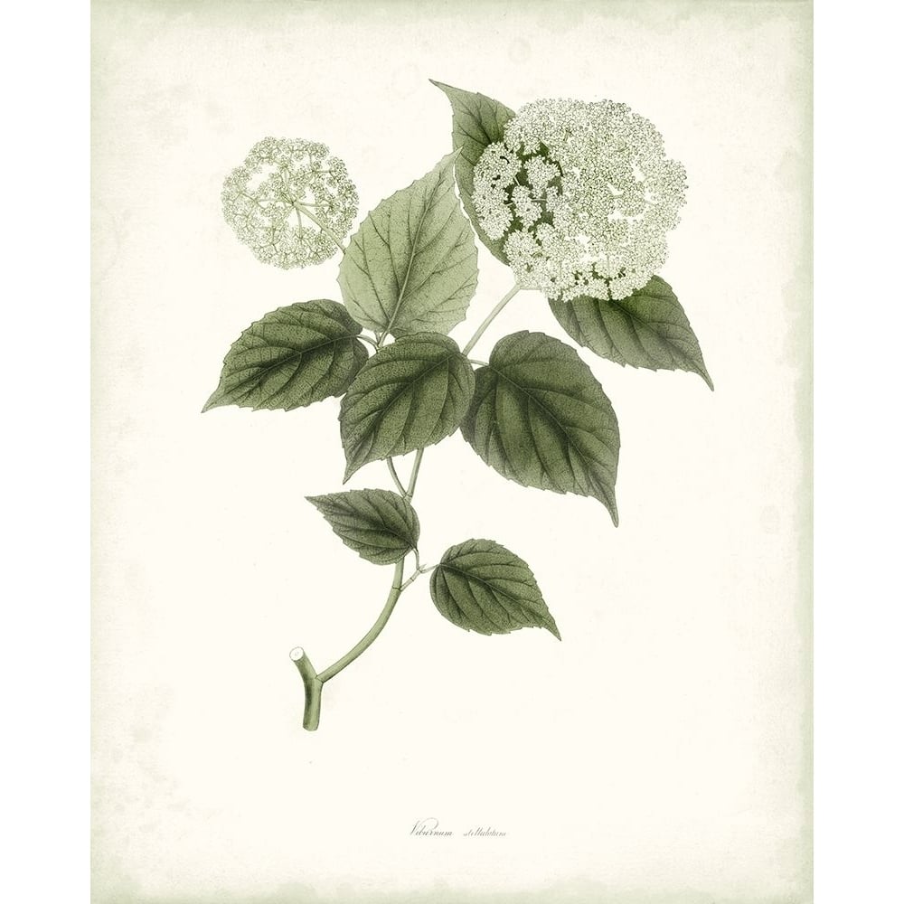 Sage Botanical I Poster Print - Studio Vision-VARPDX140452Z Image 1