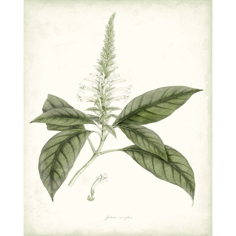 Sage Botanical II Poster Print - Studio Vision-VARPDX140453Z Image 1