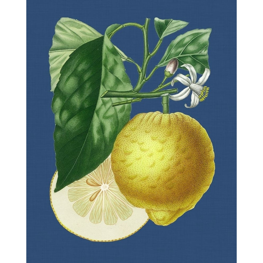 French Lemon on Navy I Poster Print - A. Risso-VARPDX140444Z Image 1