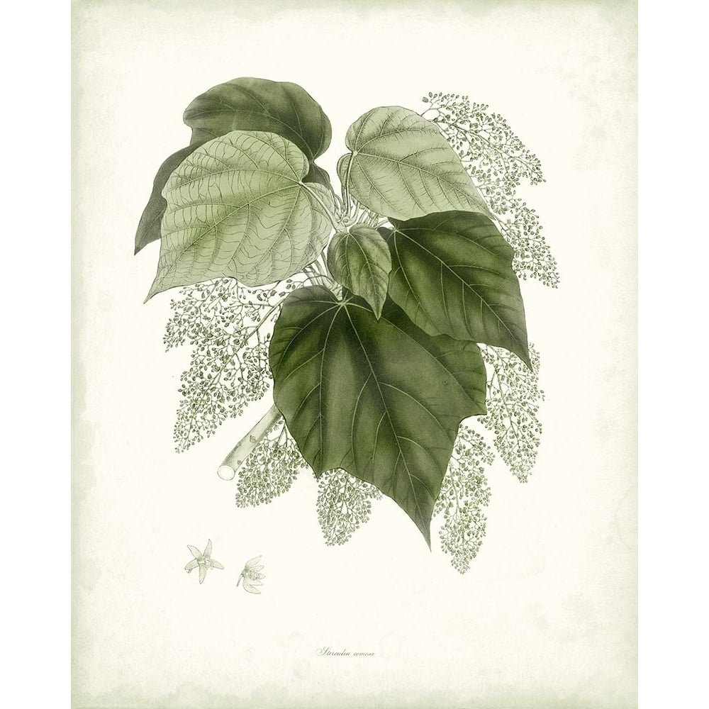 Sage Botanical III Poster Print - Studio Vision-VARPDX140454Z Image 1