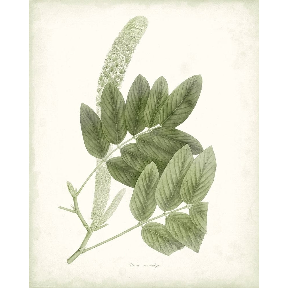 Sage Botanical IV Poster Print - Studio Vision-VARPDX140455Z Image 1