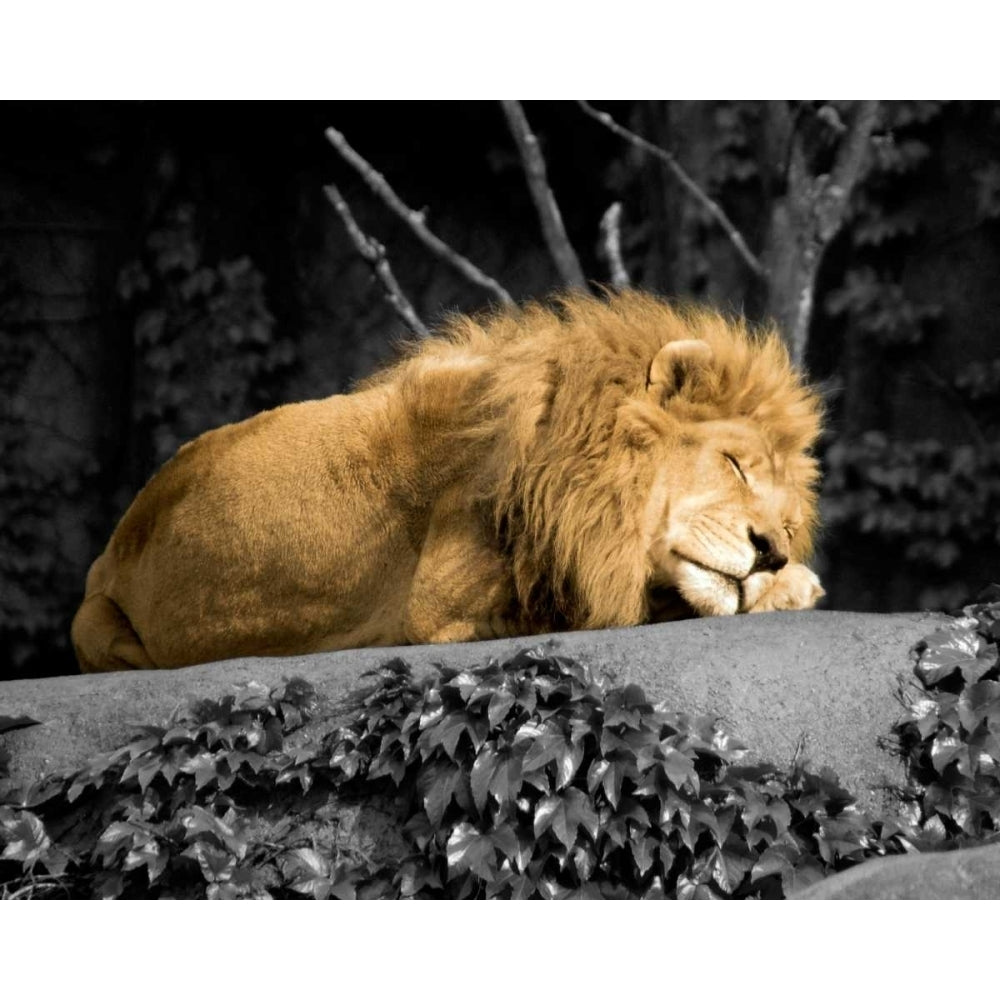 Lion Poster Print by Kelly Donovan-VARPDX14054 Image 1