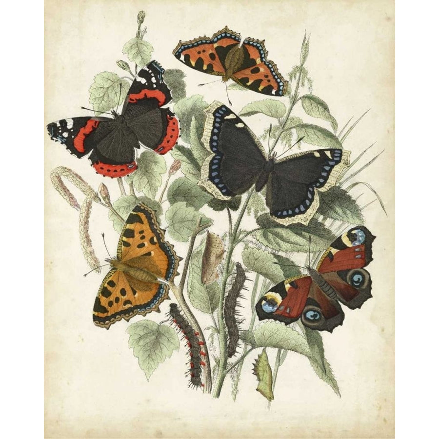 Non-Embellished Butterfly Haven I Poster Print - Studio Vision-VARPDX14117GG Image 1