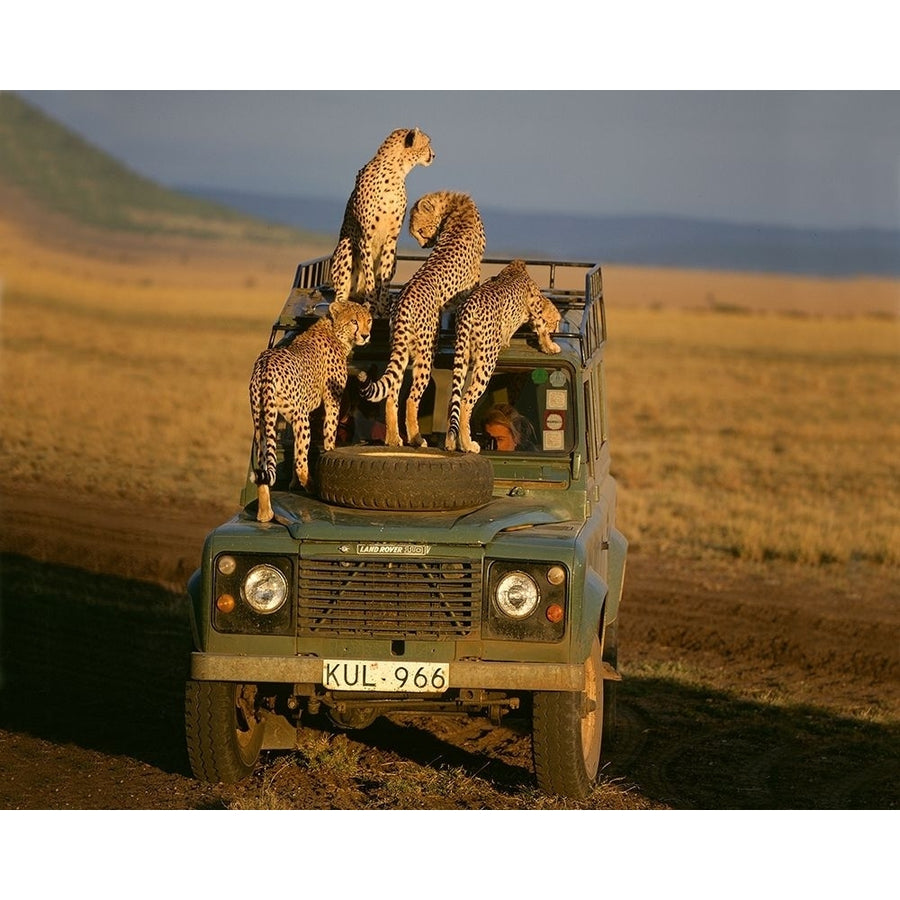 Cheetahs on Safari Poster Print by Jimmyz Jimmyz-VARPDX14179G Image 1