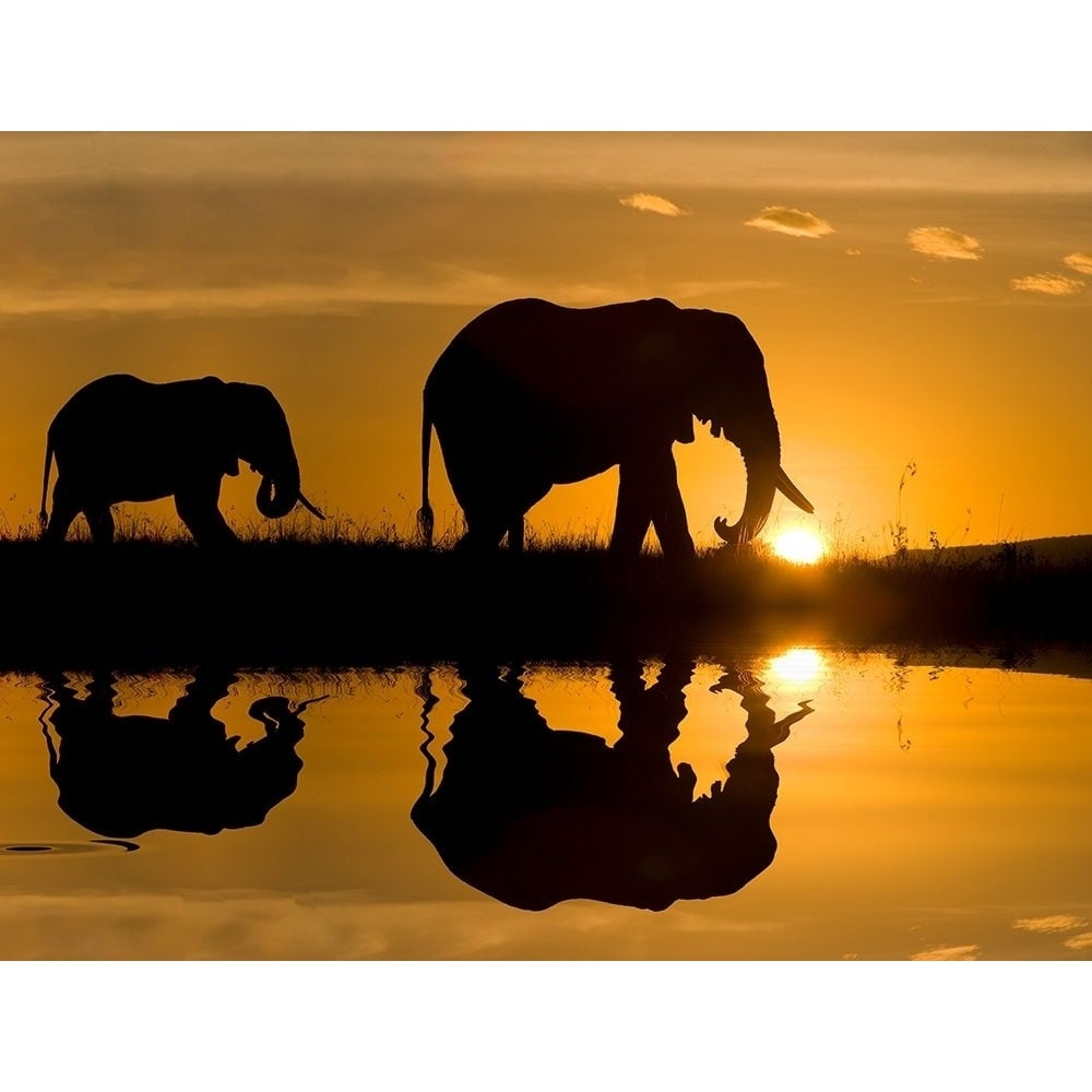 Elephants at Sundown Poster Print by Jimmyz Jimmyz-VARPDX14181B Image 1