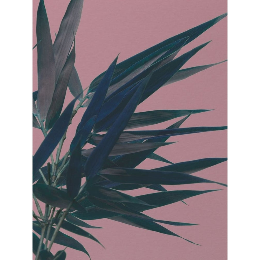 Bamboo Pink I Poster Print - Renee W. Stramel-VARPDX141912GG Image 1