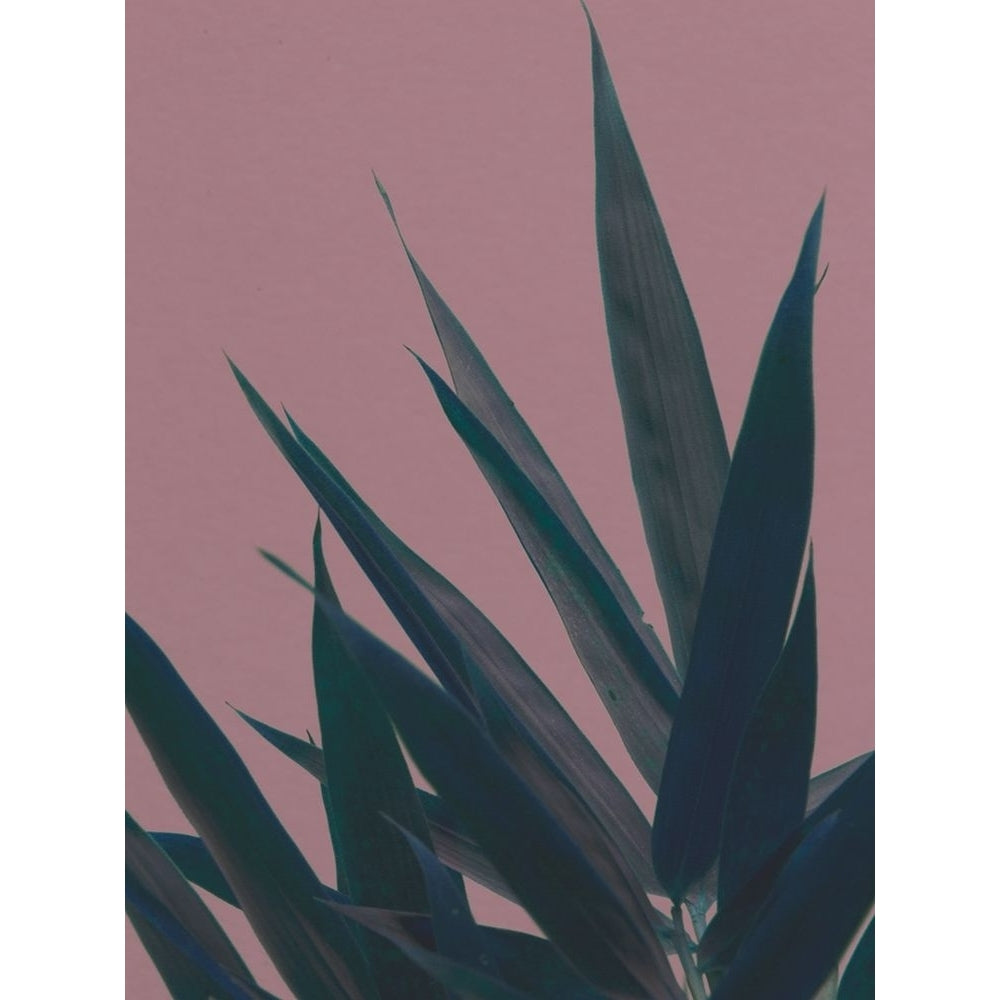 Bamboo Pink II Poster Print - Renee W. Stramel-VARPDX141913GG Image 1