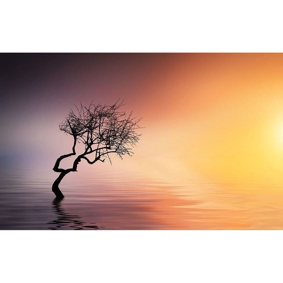 Tree At Lake Poster Print - Bess Hamiti-VARPDX1421599 Image 1